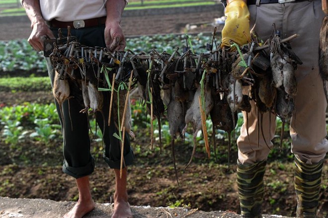 AFP[-]viết[-]phóng[-]sự[-]về[-]"vua[-]diệt[-]chuột"[-]của[-]Việt[-]Nam